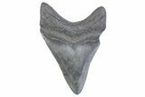 Fossil Megalodon Tooth - South Carolina #371946-1